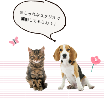 ねこと犬「おしゃれなスタジオで撮影してもらおう！」