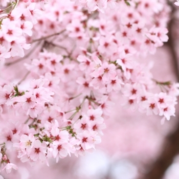 富士桜コース　神戸・大阪・京都の空手道場は「八重櫻」。初心者から上級者、お子様からシニアの方までご利用いただいています。by YUKI WORKS