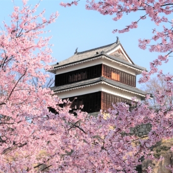 山桜コース　神戸・大阪・京都の空手道場は「八重櫻」。初心者から上級者、お子様からシニアの方までご利用いただいています。by YUKI WORKS